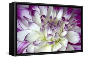 Purple and White Dahlia-George Johnson-Framed Stretched Canvas