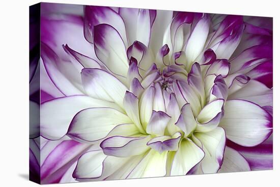 Purple and White Dahlia-George Johnson-Stretched Canvas