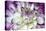 Purple and White Dahlia-George Johnson-Stretched Canvas