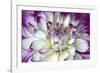 Purple and White Dahlia-George Johnson-Framed Photographic Print