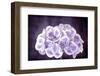 Purple and White Hydrangea Flower, with Grunge Effects.-Robyn Mackenzie-Framed Photographic Print