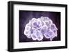 Purple and White Hydrangea Flower, with Grunge Effects.-Robyn Mackenzie-Framed Photographic Print