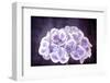 Purple and White Hydrangea Flower, with Grunge Effects.-Robyn Mackenzie-Framed Photographic Print