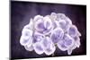 Purple and White Hydrangea Flower, with Grunge Effects.-Robyn Mackenzie-Mounted Photographic Print