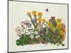 Purple and White Violets, Daisy, Celandine and Forget-Me-Not-Ursula Hodgson-Mounted Giclee Print