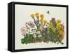 Purple and White Violets, Daisy, Celandine and Forget-Me-Not-Ursula Hodgson-Framed Stretched Canvas