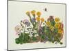 Purple and White Violets, Daisy, Celandine and Forget-Me-Not-Ursula Hodgson-Mounted Giclee Print
