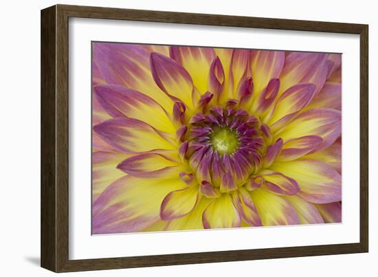 Purple and Yellow Dahlia-George Johnson-Framed Photographic Print