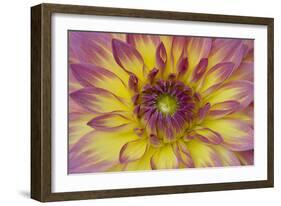 Purple and Yellow Dahlia-George Johnson-Framed Photographic Print