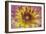 Purple and Yellow Dahlia-George Johnson-Framed Photographic Print