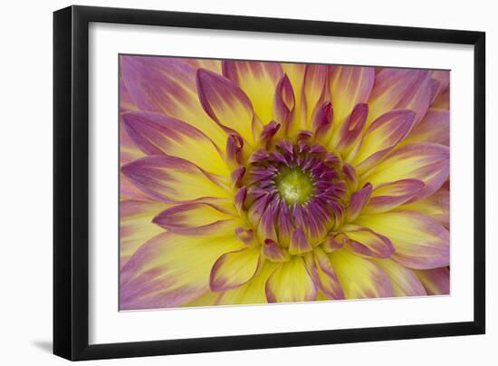 Purple and Yellow Dahlia-George Johnson-Framed Photographic Print