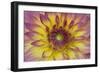 Purple and Yellow Dahlia-George Johnson-Framed Photographic Print