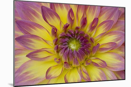 Purple and Yellow Dahlia-George Johnson-Mounted Photographic Print