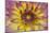 Purple and Yellow Dahlia-George Johnson-Mounted Photographic Print