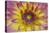 Purple and Yellow Dahlia-George Johnson-Stretched Canvas