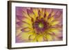Purple and Yellow Dahlia-George Johnson-Framed Photographic Print