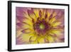 Purple and Yellow Dahlia-George Johnson-Framed Photographic Print