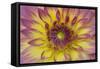 Purple and Yellow Dahlia-George Johnson-Framed Stretched Canvas
