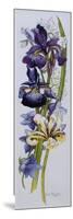 Purple and Yellow Irises with White and Mauve Campanulas,2013-Joan Thewsey-Mounted Giclee Print