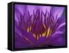 Purple and Yellow Lotus Flower, Bangkok, Thailand-Merrill Images-Framed Stretched Canvas