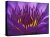 Purple and Yellow Lotus Flower, Bangkok, Thailand-Merrill Images-Stretched Canvas