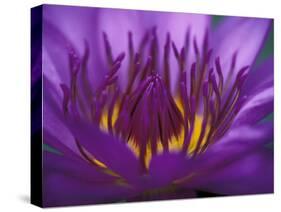 Purple and Yellow Lotus Flower, Bangkok, Thailand-Merrill Images-Stretched Canvas