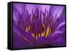 Purple and Yellow Lotus Flower, Bangkok, Thailand-Merrill Images-Framed Stretched Canvas