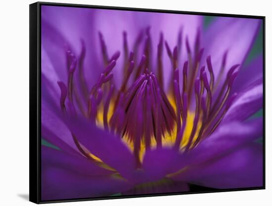 Purple and Yellow Lotus Flower, Bangkok, Thailand-Merrill Images-Framed Stretched Canvas