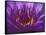 Purple and Yellow Lotus Flower, Bangkok, Thailand-Merrill Images-Framed Stretched Canvas