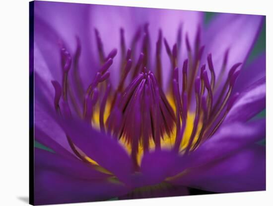 Purple and Yellow Lotus Flower, Bangkok, Thailand-Merrill Images-Stretched Canvas