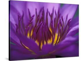 Purple and Yellow Lotus Flower, Bangkok, Thailand-Merrill Images-Stretched Canvas