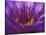 Purple and Yellow Lotus Flower, Bangkok, Thailand-Merrill Images-Stretched Canvas