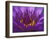 Purple and Yellow Lotus Flower, Bangkok, Thailand-Merrill Images-Framed Premium Photographic Print