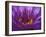 Purple and Yellow Lotus Flower, Bangkok, Thailand-Merrill Images-Framed Premium Photographic Print