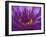 Purple and Yellow Lotus Flower, Bangkok, Thailand-Merrill Images-Framed Premium Photographic Print