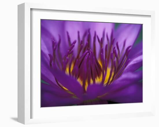 Purple and Yellow Lotus Flower, Bangkok, Thailand-Merrill Images-Framed Premium Photographic Print
