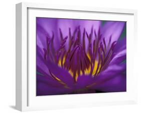 Purple and Yellow Lotus Flower, Bangkok, Thailand-Merrill Images-Framed Premium Photographic Print