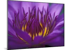 Purple and Yellow Lotus Flower, Bangkok, Thailand-Merrill Images-Mounted Premium Photographic Print