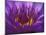 Purple and Yellow Lotus Flower, Bangkok, Thailand-Merrill Images-Mounted Premium Photographic Print