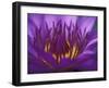 Purple and Yellow Lotus Flower, Bangkok, Thailand-Merrill Images-Framed Photographic Print