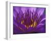 Purple and Yellow Lotus Flower, Bangkok, Thailand-Merrill Images-Framed Photographic Print