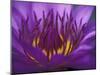 Purple and Yellow Lotus Flower, Bangkok, Thailand-Merrill Images-Mounted Photographic Print