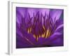 Purple and Yellow Lotus Flower, Bangkok, Thailand-Merrill Images-Framed Photographic Print