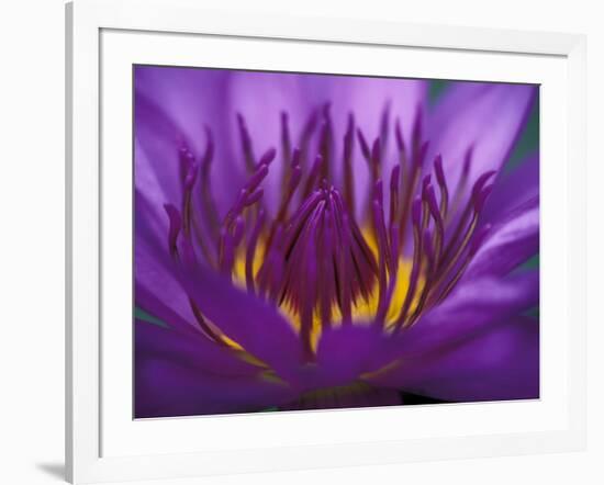 Purple and Yellow Lotus Flower, Bangkok, Thailand-Merrill Images-Framed Photographic Print