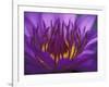 Purple and Yellow Lotus Flower, Bangkok, Thailand-Merrill Images-Framed Photographic Print