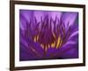 Purple and Yellow Lotus Flower, Bangkok, Thailand-Merrill Images-Framed Photographic Print