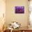Purple and Yellow Lotus Flower, Bangkok, Thailand-Merrill Images-Mounted Photographic Print displayed on a wall