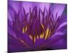 Purple and Yellow Lotus Flower, Bangkok, Thailand-Merrill Images-Mounted Photographic Print