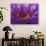 Purple and Yellow Lotus Flower, Bangkok, Thailand-Merrill Images-Photographic Print displayed on a wall