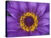 Purple and Yellow Lotus Flower, Bangkok, Thailand-Merrill Images-Stretched Canvas